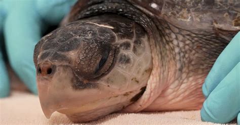 52 sea turtles experiencing ‘cold stun’ in New England flown to rehab in Florida